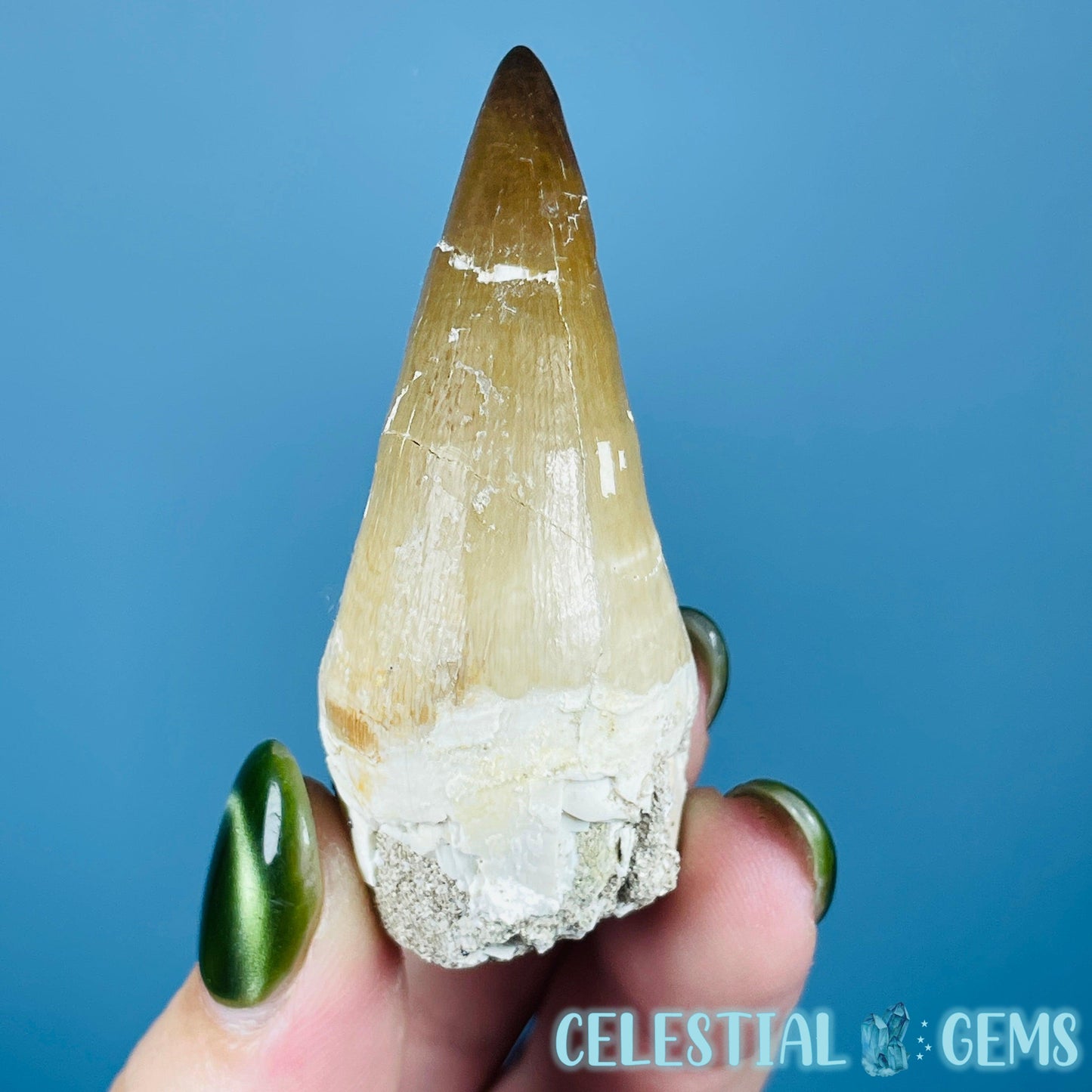 Mosasaur Large Tooth Fossil