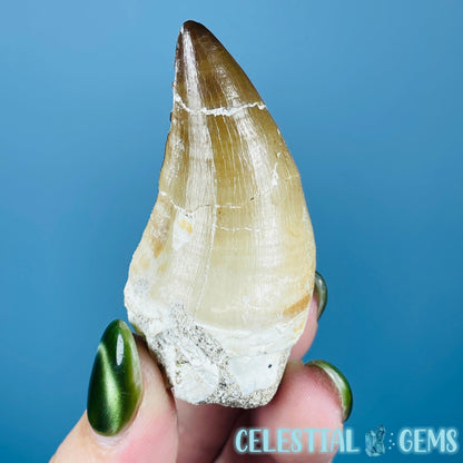 Mosasaur Large Tooth Fossil