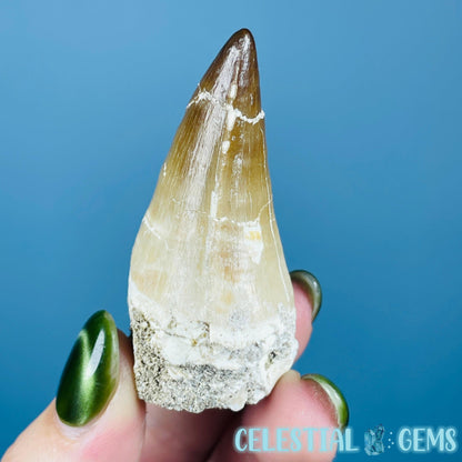 Mosasaur Large Tooth Fossil