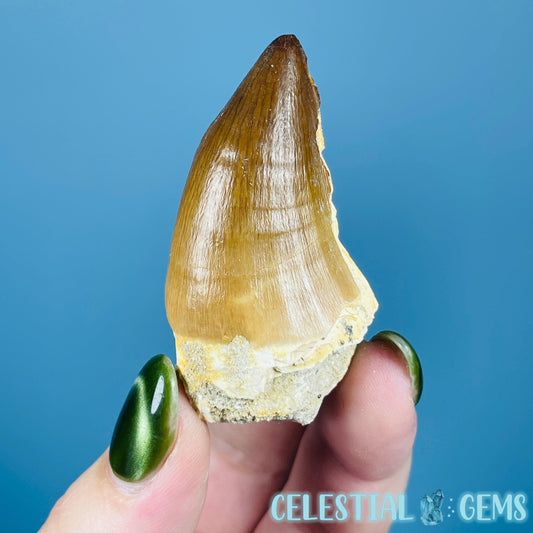 Mosasaur Large Tooth Fossil