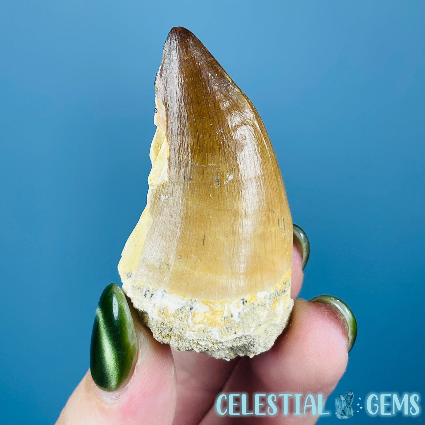 Mosasaur Large Tooth Fossil