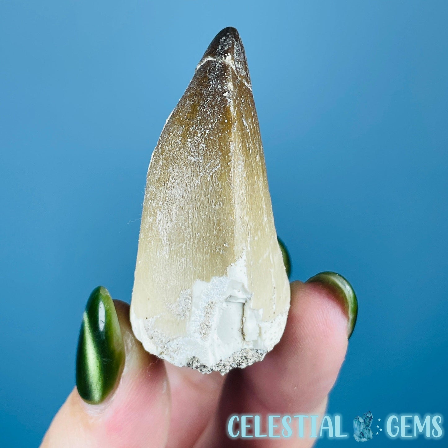 Mosasaur Large Tooth Fossil