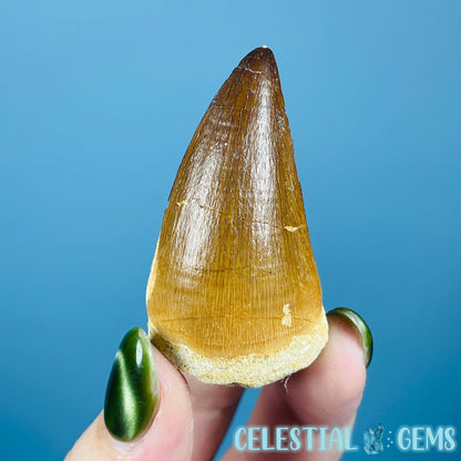 Mosasaur Large Tooth Fossil