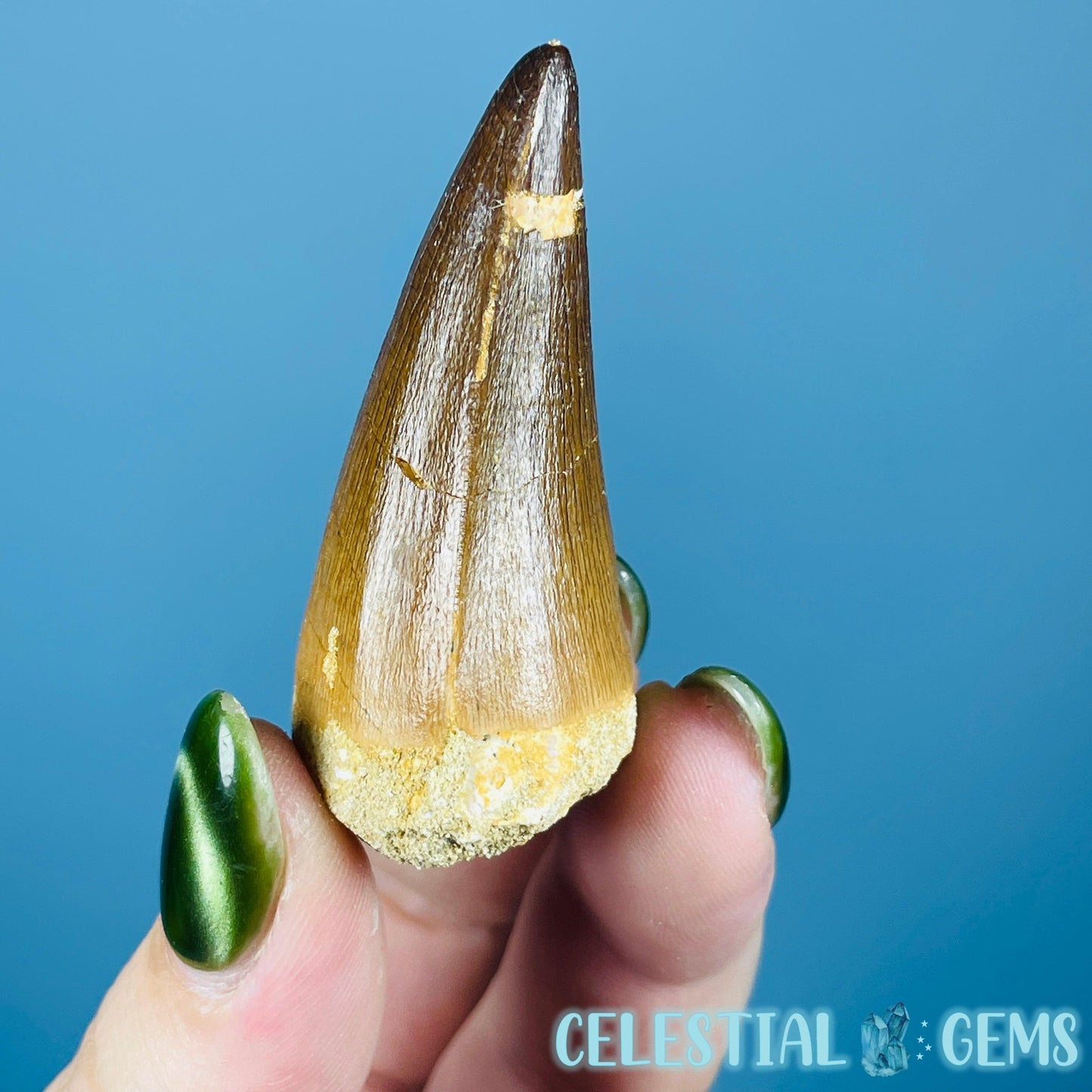 Mosasaur Large Tooth Fossil