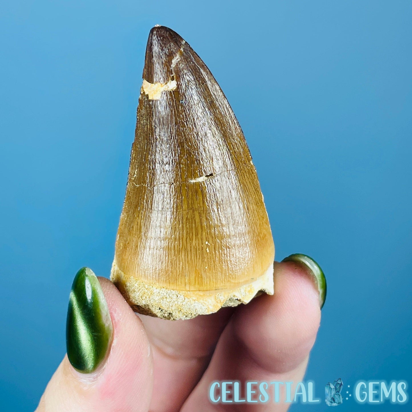 Mosasaur Large Tooth Fossil