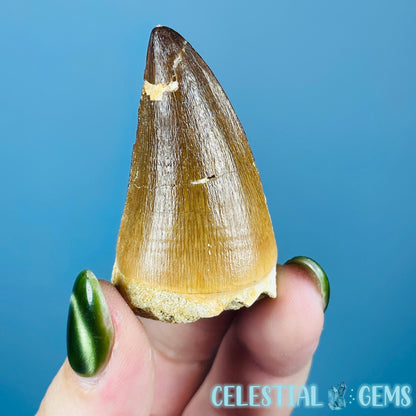 Mosasaur Large Tooth Fossil