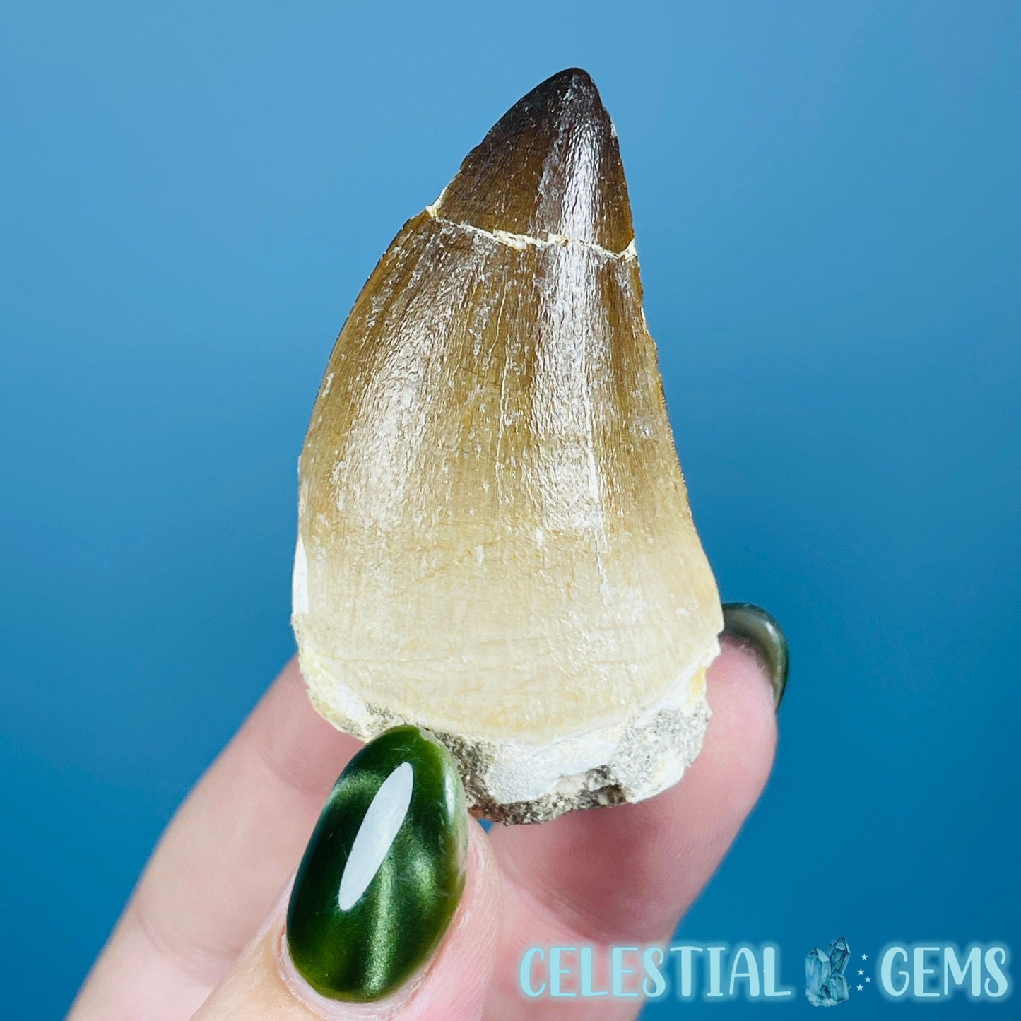 Mosasaur Large Tooth Fossil