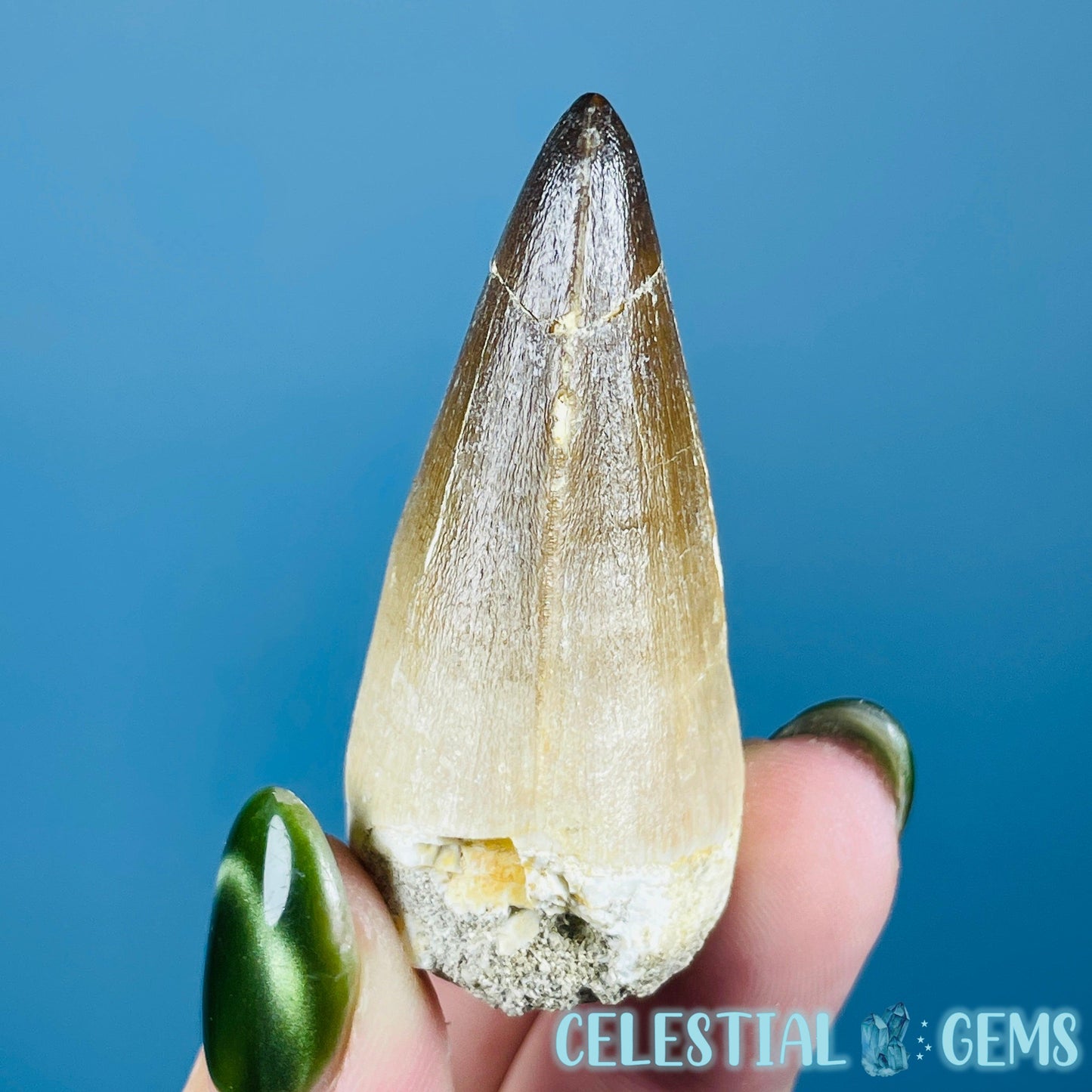 Mosasaur Large Tooth Fossil