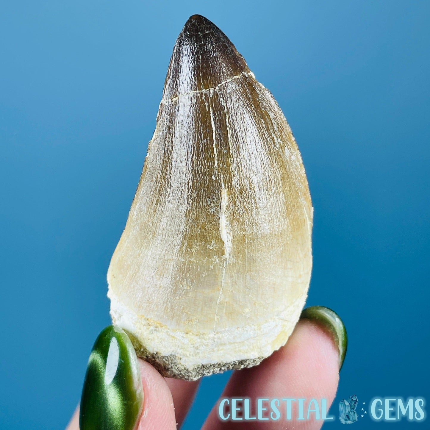 Mosasaur Large Tooth Fossil