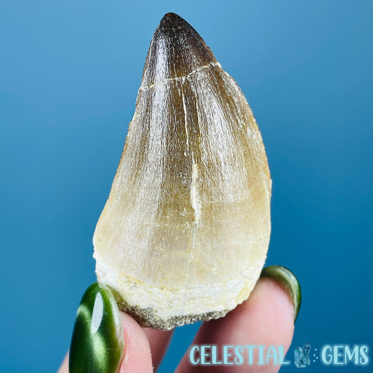 Mosasaur Large Tooth Fossil