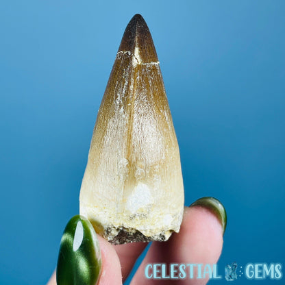 Mosasaur Large Tooth Fossil