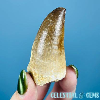 Mosasaur Large Tooth Fossil