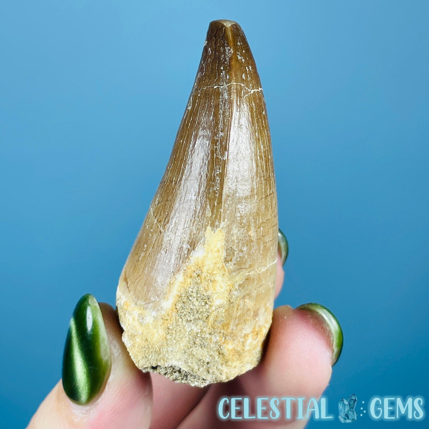 Mosasaur Large Tooth Fossil