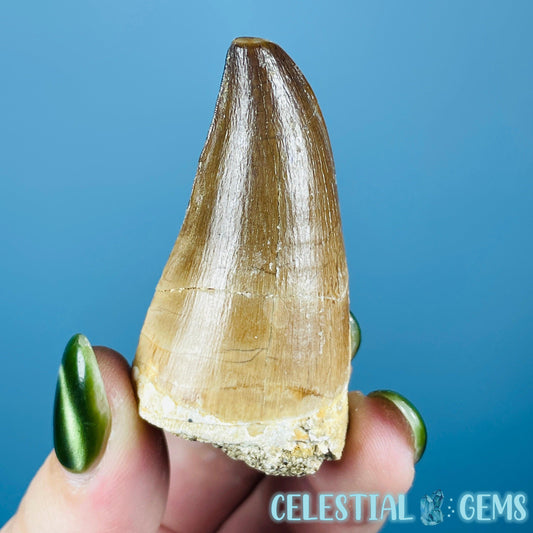 Mosasaur Large Tooth Fossil