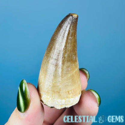Mosasaur Large Tooth Fossil