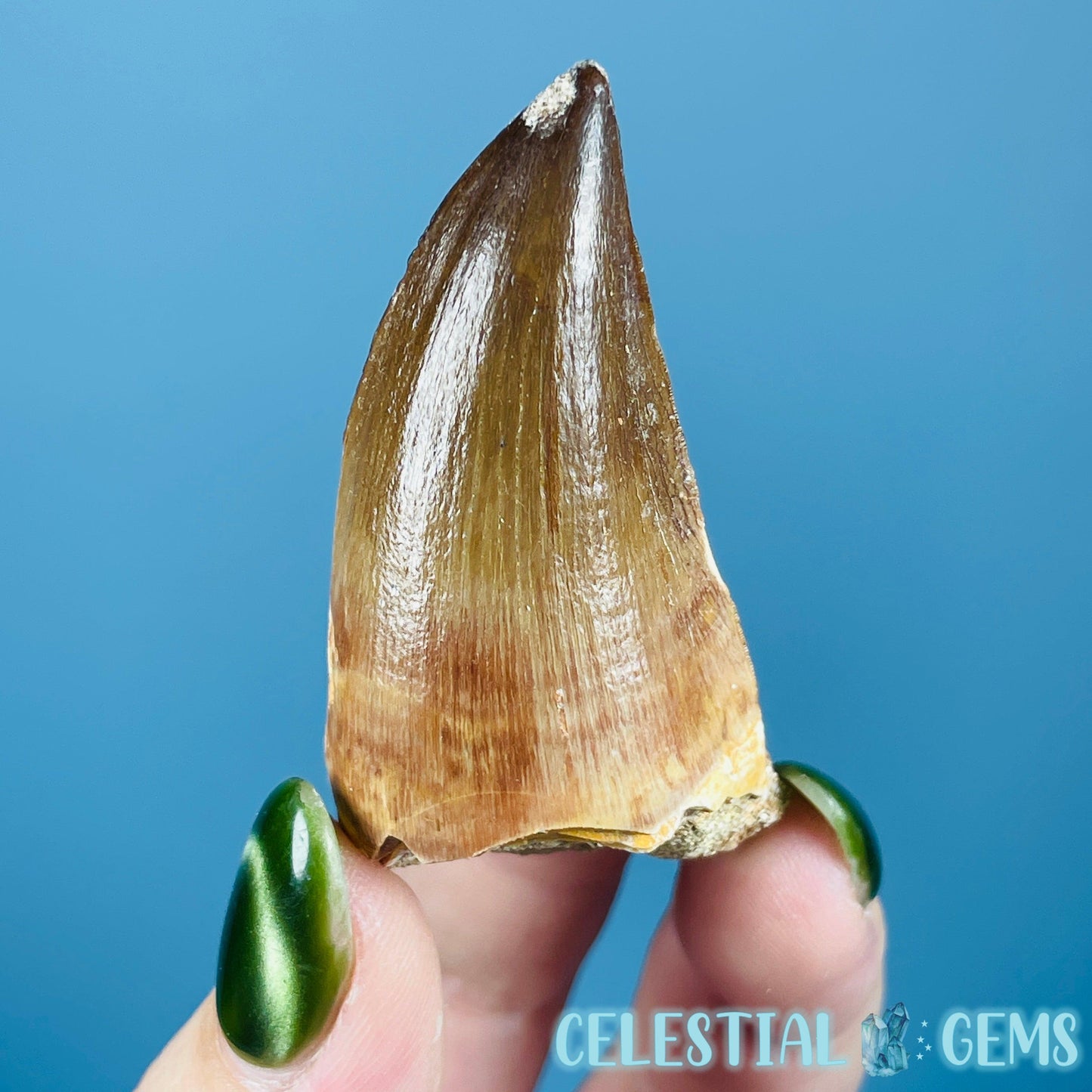 Mosasaur Large Tooth Fossil