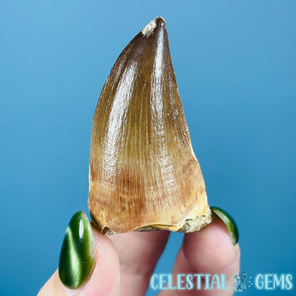 Mosasaur Large Tooth Fossil