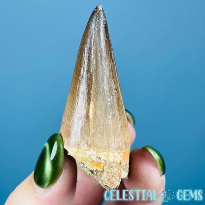 Mosasaur Large Tooth Fossil
