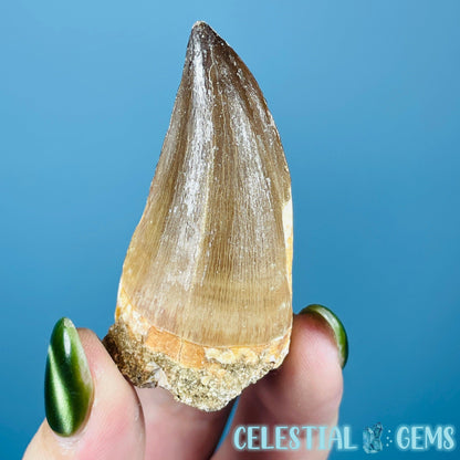 Mosasaur Large Tooth Fossil