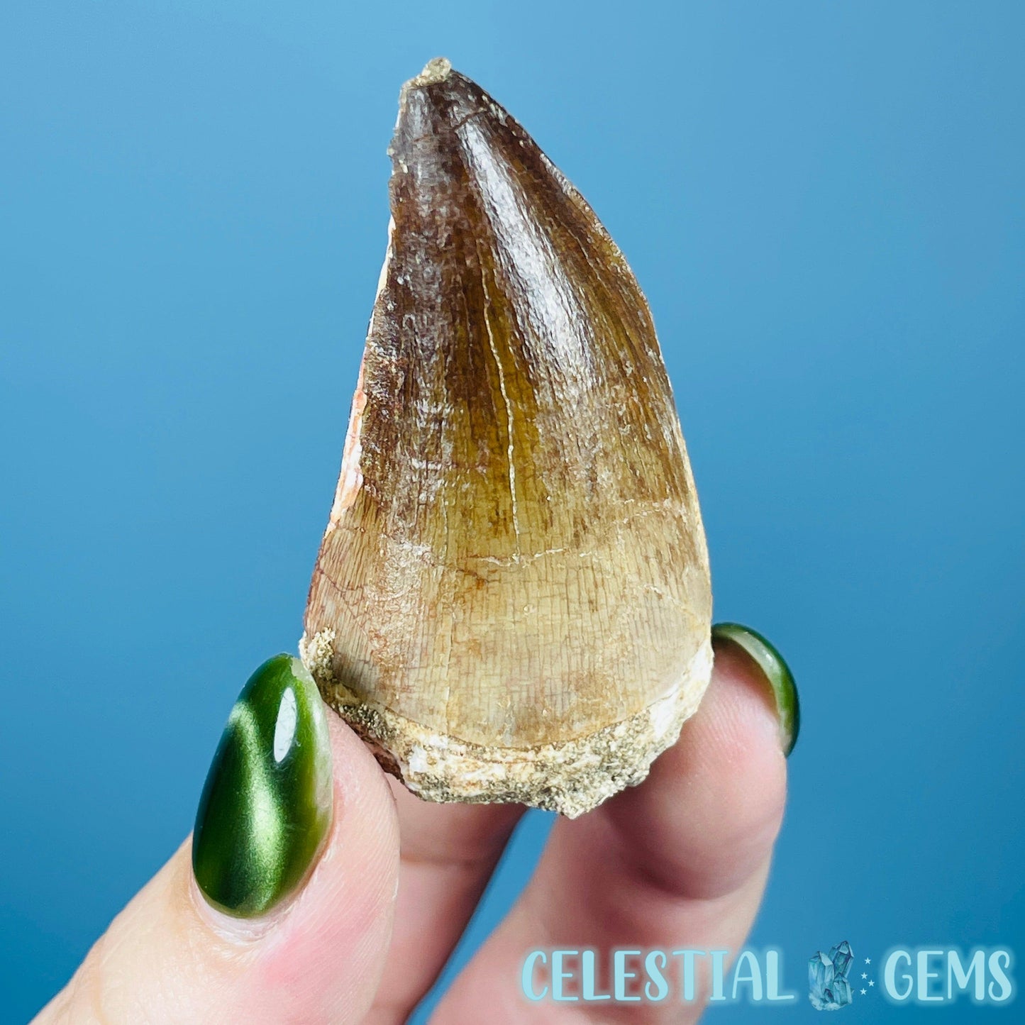 Mosasaur Large Tooth Fossil
