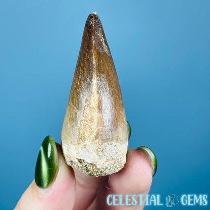 Mosasaur Large Tooth Fossil
