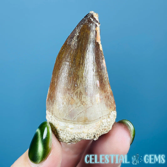 Mosasaur Large Tooth Fossil