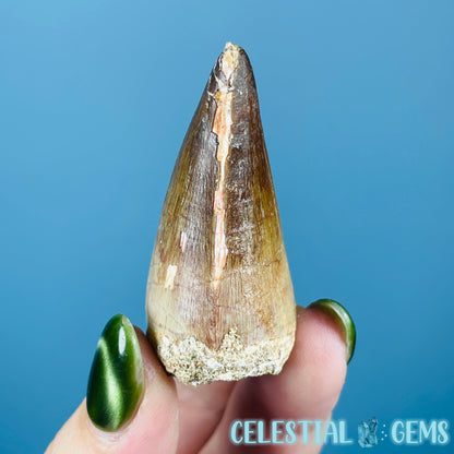 Mosasaur Large Tooth Fossil