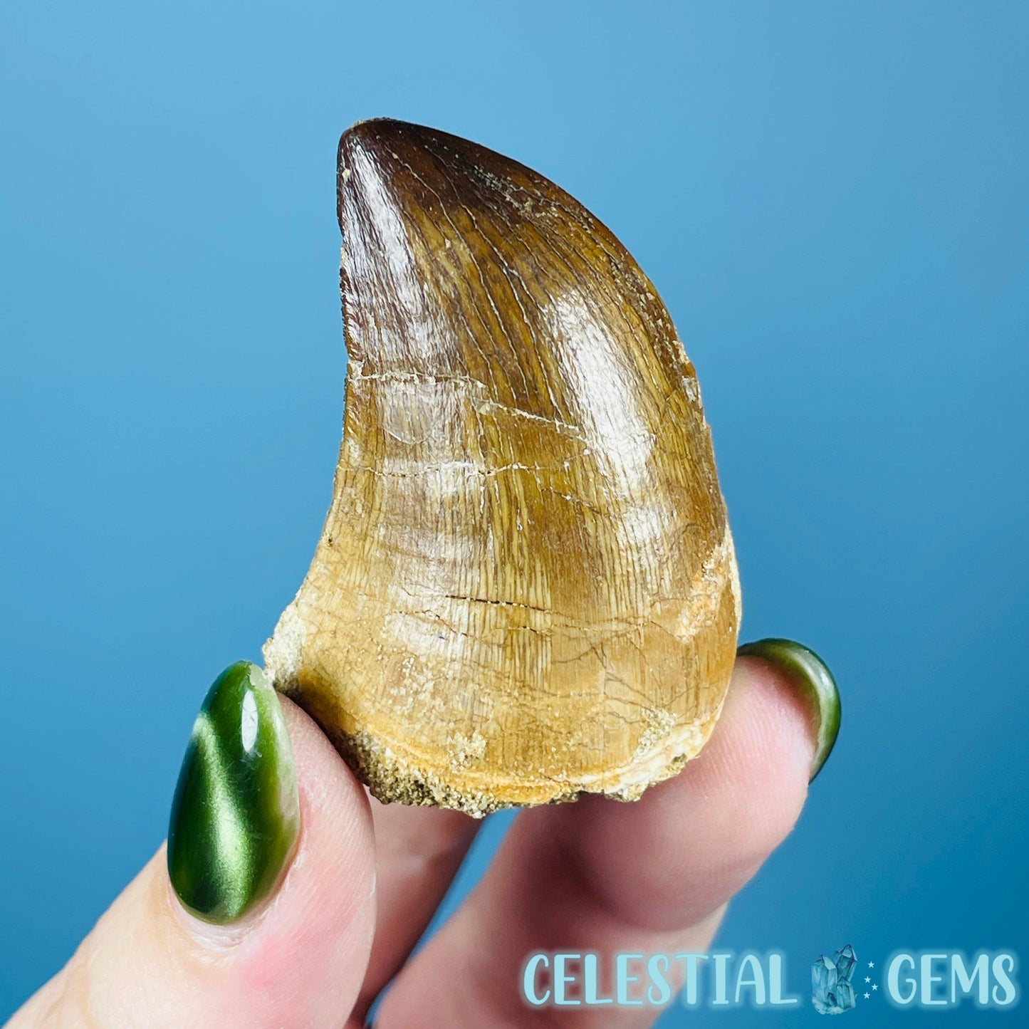 Mosasaur Large Tooth Fossil