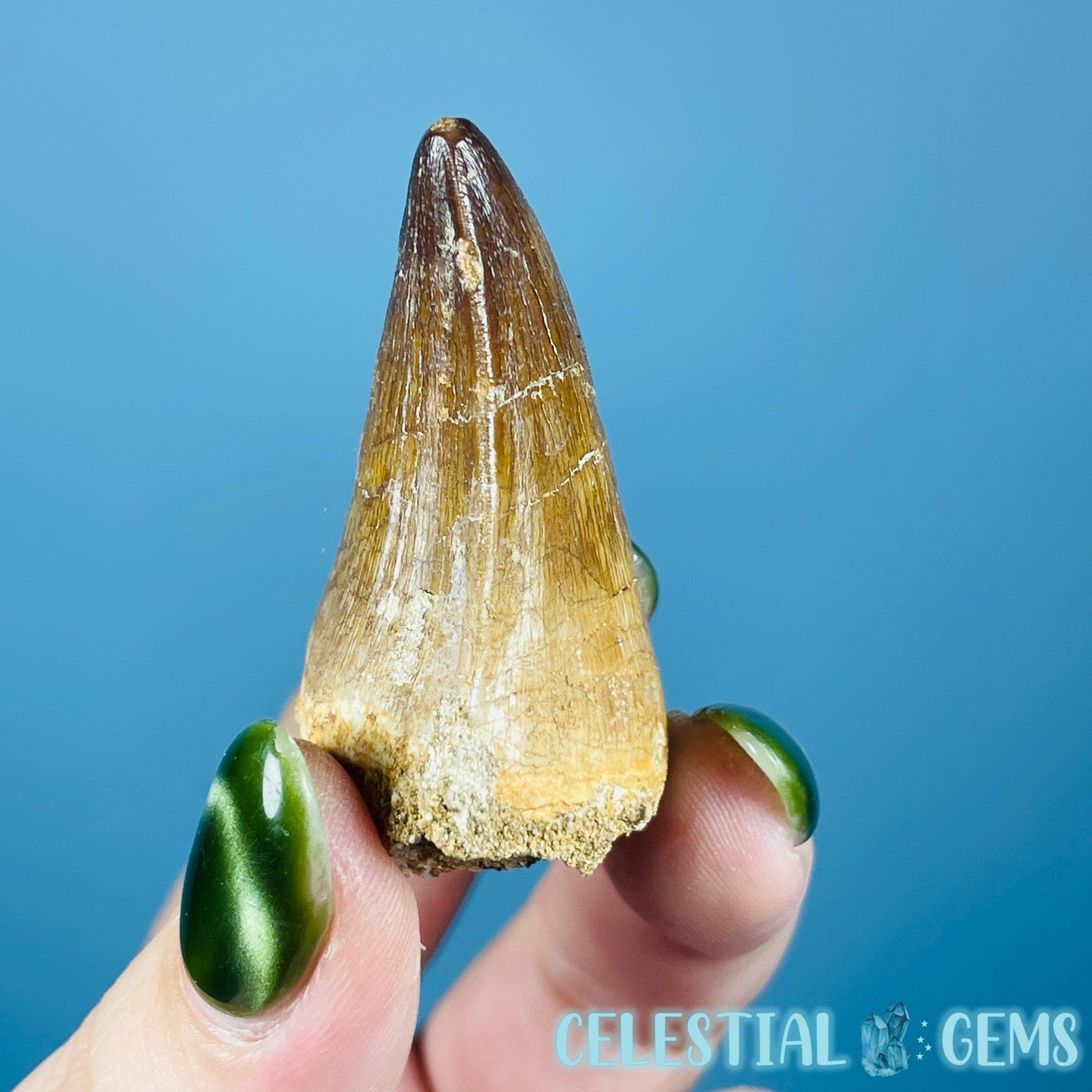 Mosasaur Large Tooth Fossil