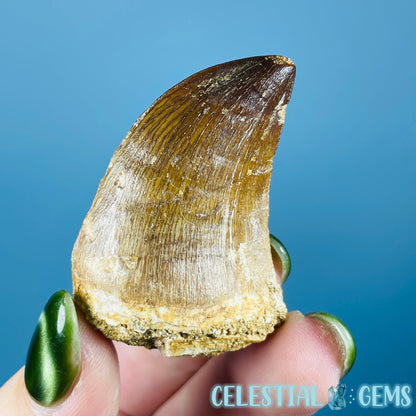Mosasaur Large Tooth Fossil