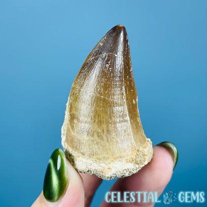 Mosasaur Large Tooth Fossil