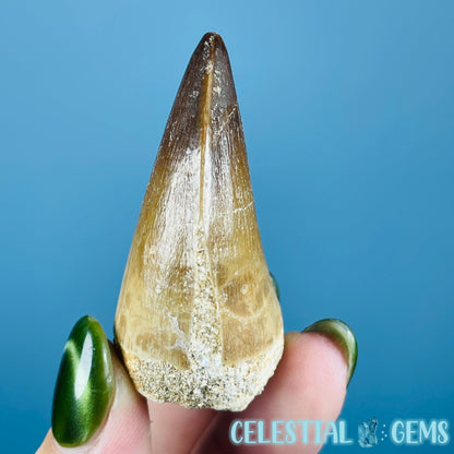 Mosasaur Large Tooth Fossil