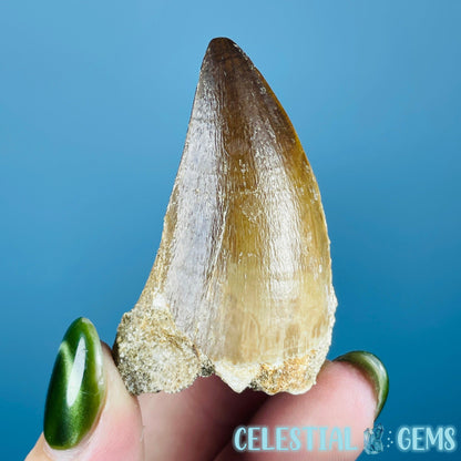 Mosasaur Large Tooth Fossil