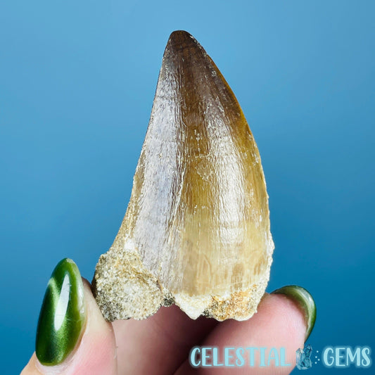Mosasaur Large Tooth Fossil