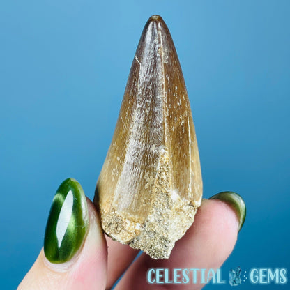 Mosasaur Large Tooth Fossil
