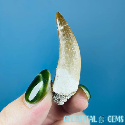 Plesiosaur (Zarafasaura) Tooth Fossil