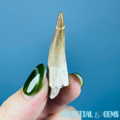 Plesiosaur (Zarafasaura) Tooth Fossil