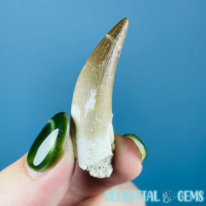 Plesiosaur (Zarafasaura) Tooth Fossil