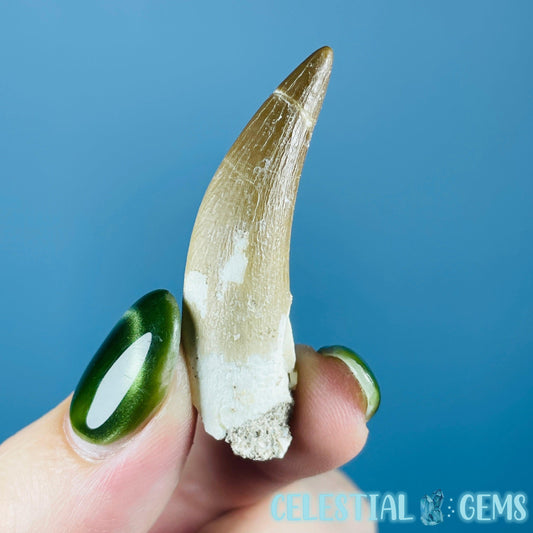 Plesiosaur (Zarafasaura) Tooth Fossil