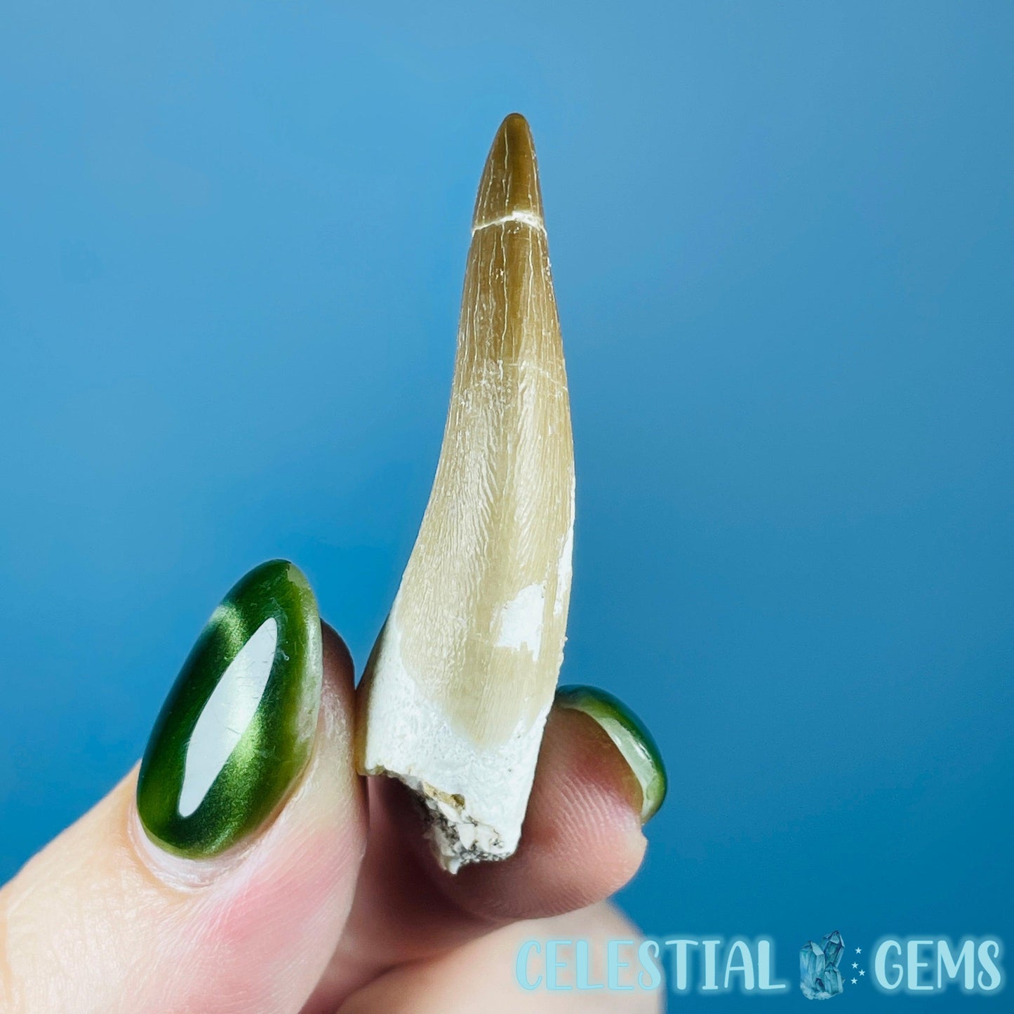 Plesiosaur (Zarafasaura) Tooth Fossil