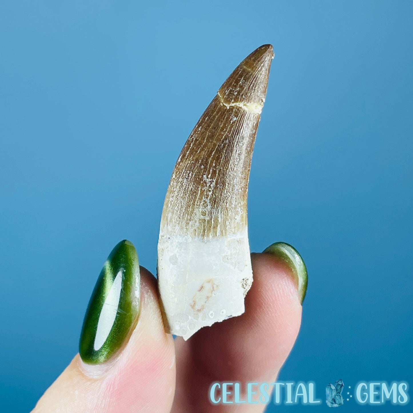 Plesiosaur (Zarafasaura) Tooth Fossil