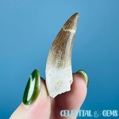 Plesiosaur (Zarafasaura) Tooth Fossil