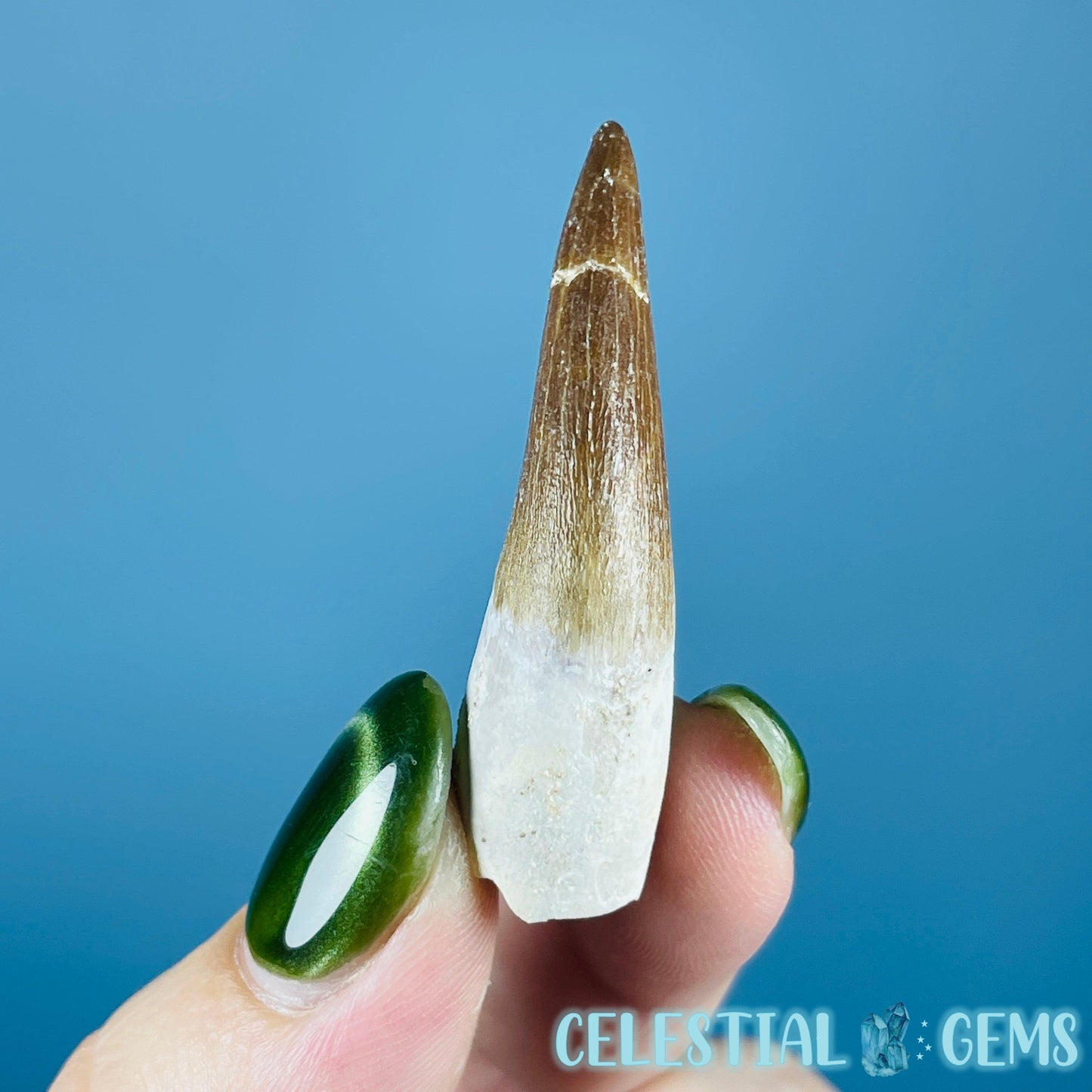 Plesiosaur (Zarafasaura) Tooth Fossil