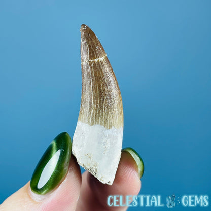 Plesiosaur (Zarafasaura) Tooth Fossil