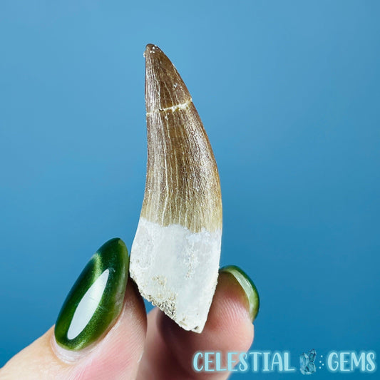 Plesiosaur (Zarafasaura) Tooth Fossil