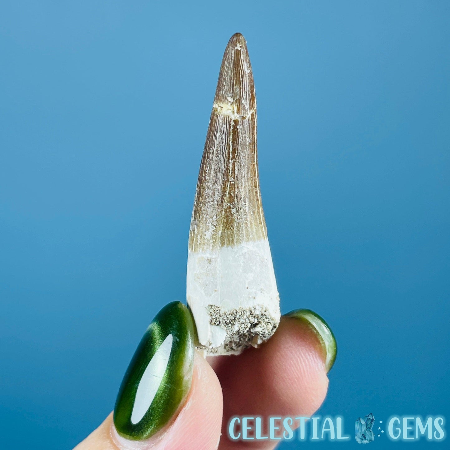 Plesiosaur (Zarafasaura) Tooth Fossil