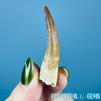 Plesiosaur (Zarafasaura) Tooth Fossil