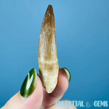 Plesiosaur (Zarafasaura) Tooth Fossil
