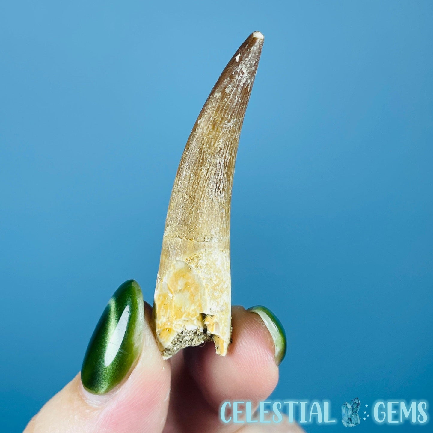 Plesiosaur (Zarafasaura) Tooth Fossil