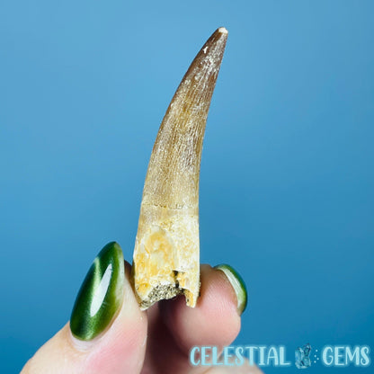 Plesiosaur (Zarafasaura) Tooth Fossil